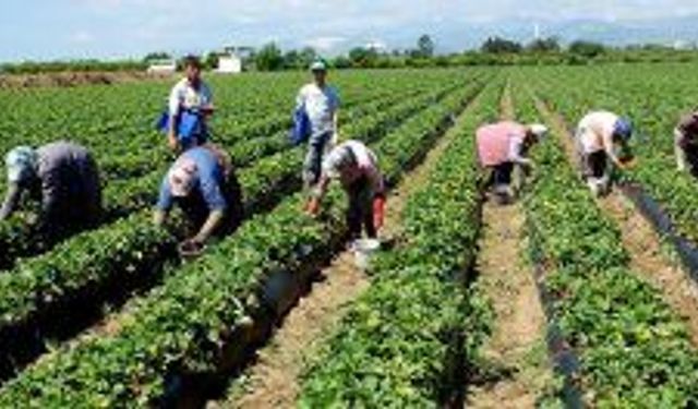 Bilinçli tarıma devlet desteği