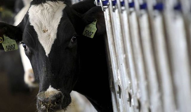 Süt Birlikleri kapanıyor!