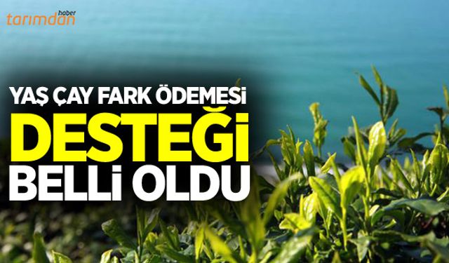 2018 yaş çay fark ödemesi desteği belli oldu