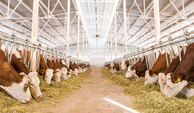 Besiciler çözüm bekliyor