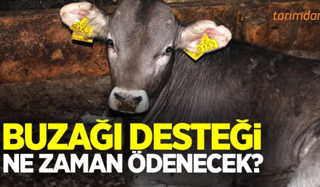 Buzağı destekleri Aralık’ta ödenecek!