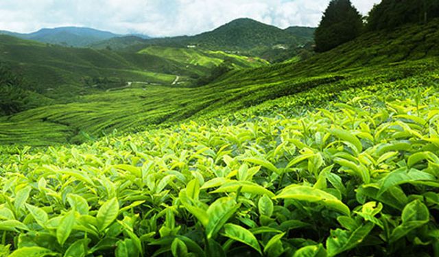 Türk çayı kansere çare olacak