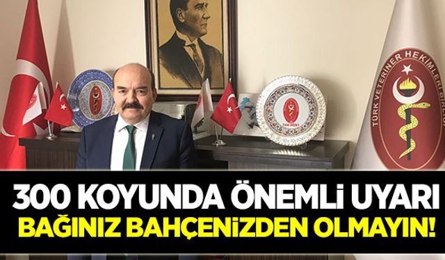 300 koyunda önemli uyarı: Heyecana kapılmayın!