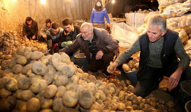 Patates depoda kaldı