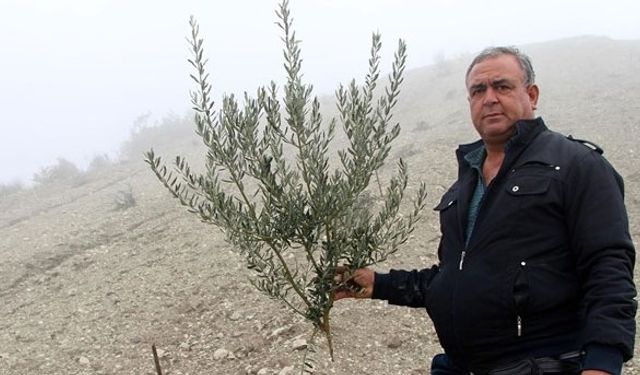 Bir gecede 500 fidanı kestiler