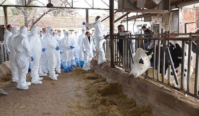 Şap için seferberlik ilan edildi