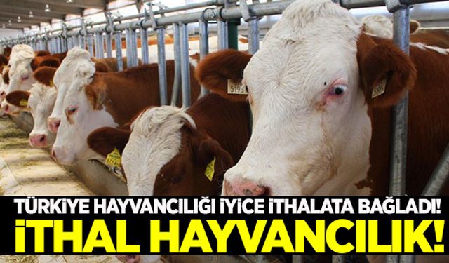 Hayvancılıkta acıtan rapor!