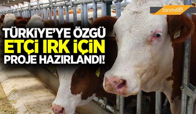 Hayvancılıkta etçi ırk için proje hazırlandı