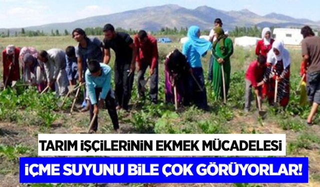 Tarım işçilerine içecek suyu bile çok görüyorlar!