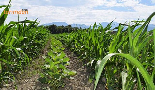 Seydikemer’de yem bitkisi ekilişi yapıldı