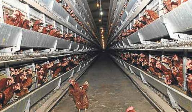2 milyon tavuk itlaf edildi