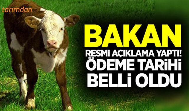 Buzağı desteği ödemesinde resmi açıklama!