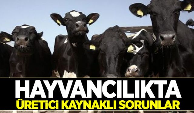 Hayvancılıkta üretici kaynaklı sorunlar