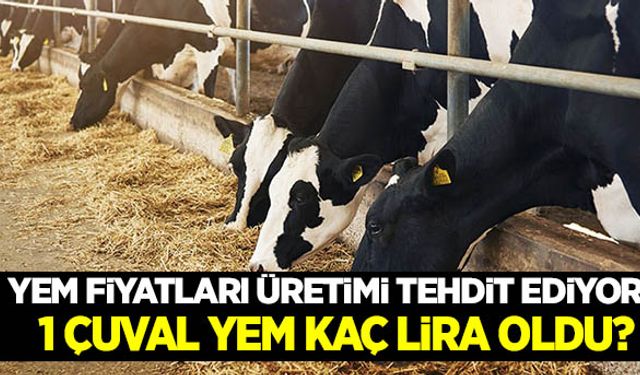 Yem fiyatları üretimi tehdit ediyor!