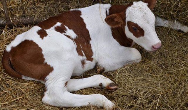 Tarım İl Müdürlüğünden buzağı desteği uyarısı!