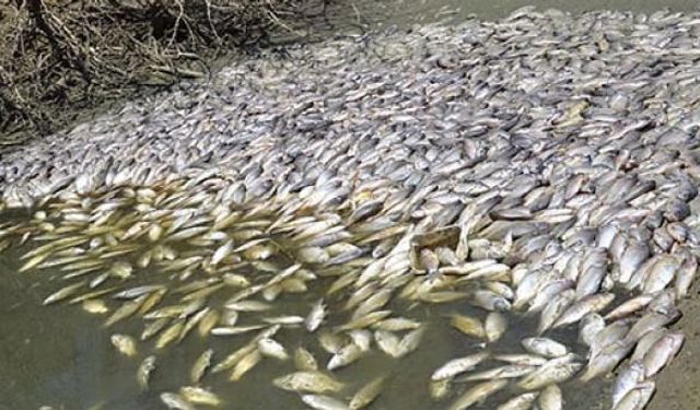 Korkutan balık ölümleri