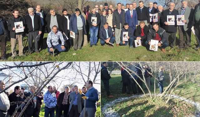 Fındıkta budama ve gübreleme eğitimleri devam ediyor