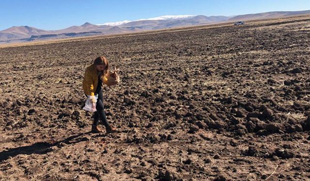 Tarım İl Müdürlüğü: Yerli tohum için kolları sıvadı