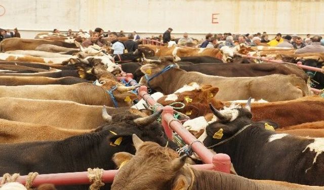 İthal hayvanlarda şarbona rastlanmadı