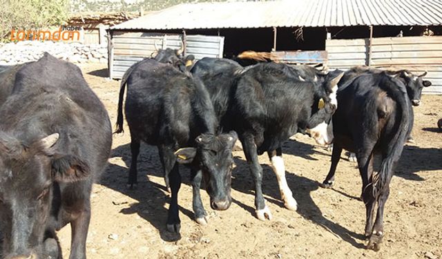 Hayvancılıkta gen kaynaklarının korunması için önemli çalışma