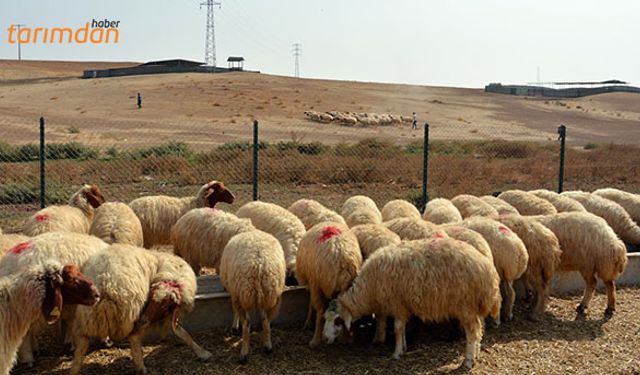 300 koyun projesinde teslimatlar başladı!