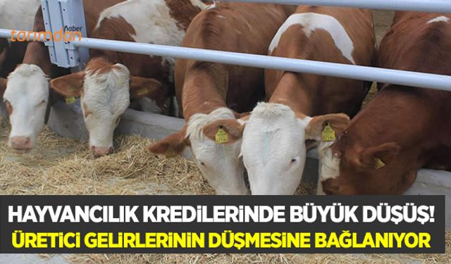 Hayvancılık kredilerinin oranı yüzde 27’den yüzde 1.5’a düştü!