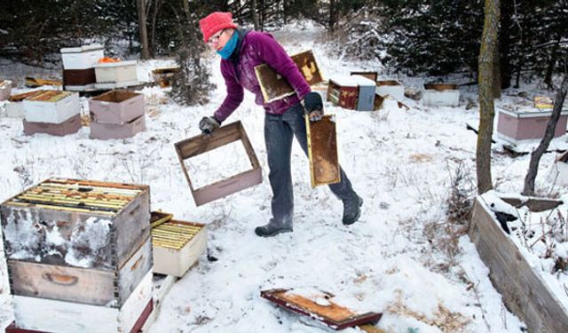 500 bin arıyı telef ettiler