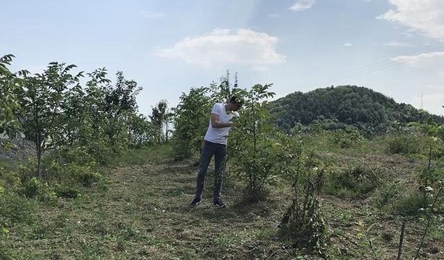 Kastamonu’da meyve bahçeleri denetlendi