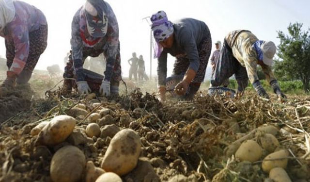 Patates desteği üreticiyi rahatlatacak