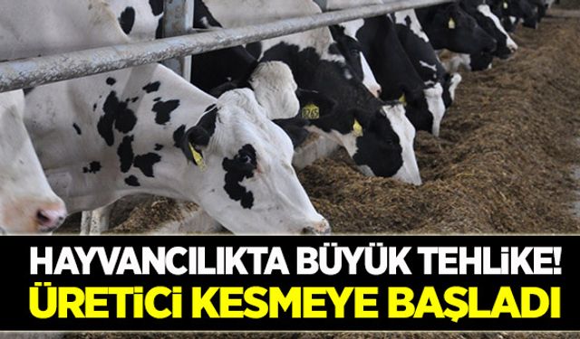 Hayvancılıkta büyük tehlike!