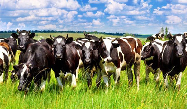 500 TIR büyükbaş yok oldu!