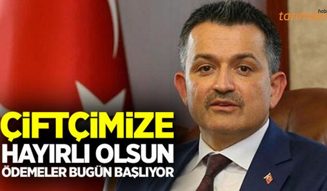 Anaç koyun keçi destekleri ödeniyor tüm çiftçimize hayırlı olsun!