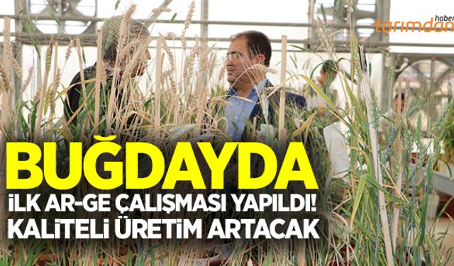 Kıraç arazilerde de verimli buğday üretilebilecek!