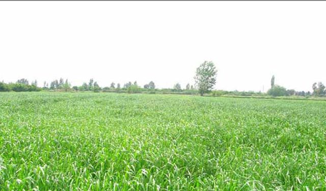 Çim ve çayır otu tohumunda ithalatı düşüren yatırım!