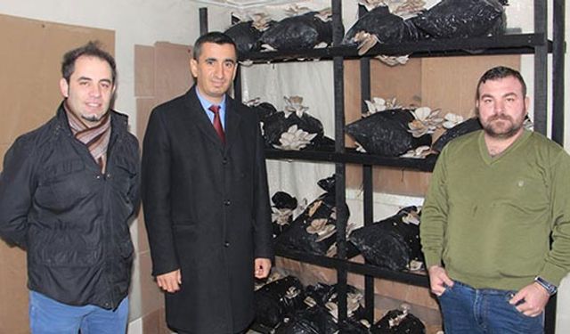 Mantar yeni geçim kapısı oldu