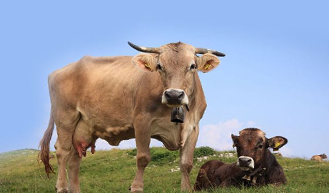 Artık o besiler kesilmeyecek