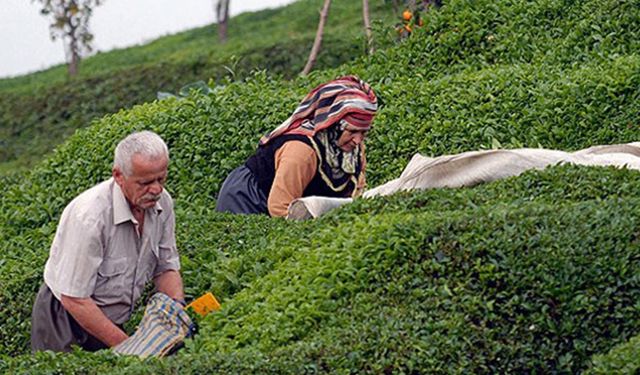 Çay Kanunu değişikliğine muhalefetten tepki: ÇAYKUR tasfiye edilecek!