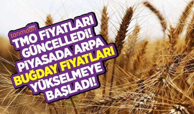 TMO fiyatları güncelledi piyasada buğday arpa fiyatları arttı! İşte 1 Temmuz buğday arpa fiyatları!