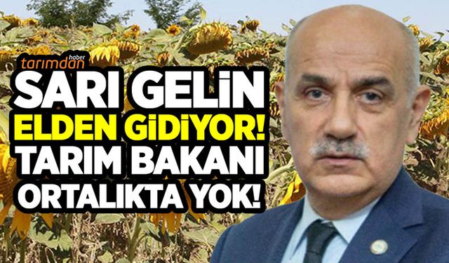 Trakya’da ayçiçek tarlalarını çayır tırtılı istila etti! Sarı gelin elden gidiyor Bakan ortalıkta yok!