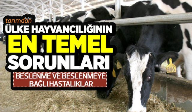 Ülke hayvancılığının en temel sorunları: Beslenme ve beslenmeye bağlı hastalıklar - 1