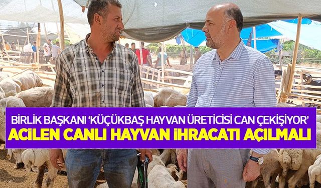 Birlik Başkanı 'Küçükbaş hayvan üreticisi can çekişiyor' dedi ve acilen canlı hayvan ihracatının açılmasını istedi!