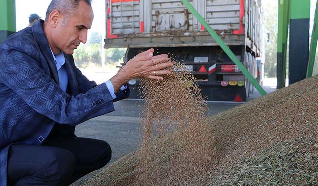 Bolu'da TMO'nun buğday alımı heyecanlı başladı randevular şimdiden doldu!