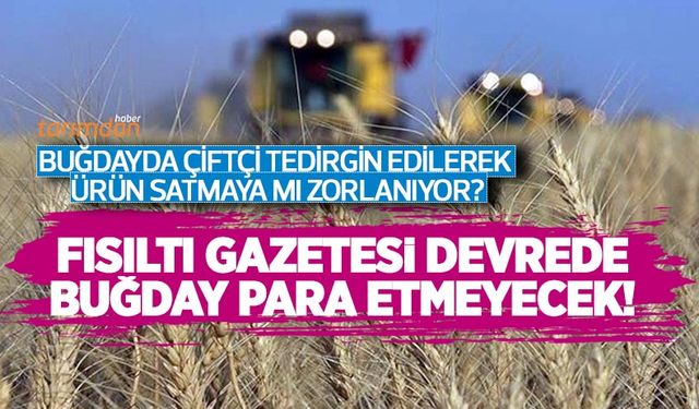 Buğdayda çiftçi tedirgin edilerek ürün satmaya mı zorlanıyor? ELÜS kredisinden sonra şimdi de fısıltı gazetesi devrede!
