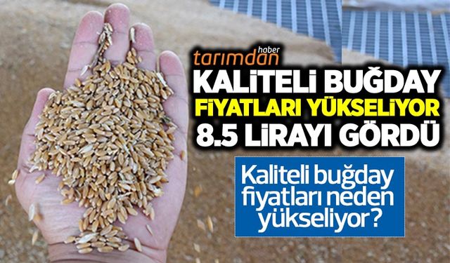 Çiftçi yeterli gübre kullanamadığı için kaliteli buğday üretimi düştü fiyatlar yükseliyor!