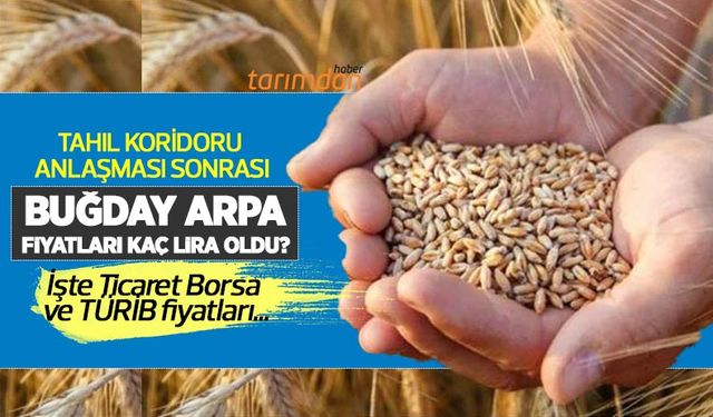 Çiftçinin gözü buğday fiyatlarında! Buğday, arpa fiyatları (25 Temmuz) kaç lira oldu?