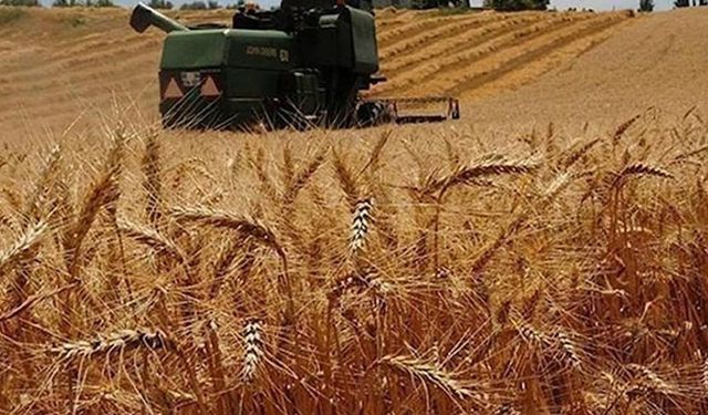 Çiftçinin başına bu da geldi! Tarlasındaki buğdayı hasat edip çaldılar!