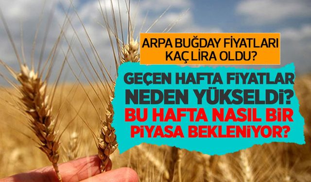 Buğday fiyatları (11 Temmuz) kaç lira oldu? Geçen hafta fiyatlar neden yükseldi bu hafta nasıl bir piyasa bekleniyor?