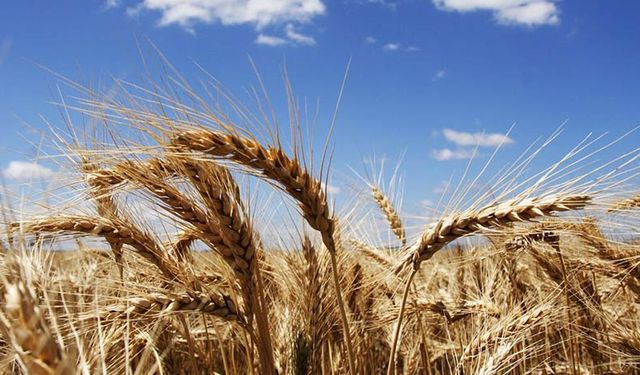 Çiftçi buğdayı 6.20 liradan sattı TMO bir ay sonra buğday alımına başladı! Söke'de TMO tepkisi!