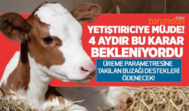 Buzağı desteğinde yetiştiriciye müjde! 4 aydır ödenmeyen destekler için nihayet harekete geçiliyor!