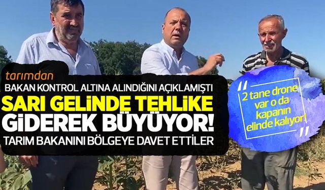 Trakya'nın sarı gelininde kriz büyüyor! 800 bin ton ayçiçek tehlikede! Acilen kriz masası kurulmalı!